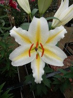 [5311 Follina No02.JPG]